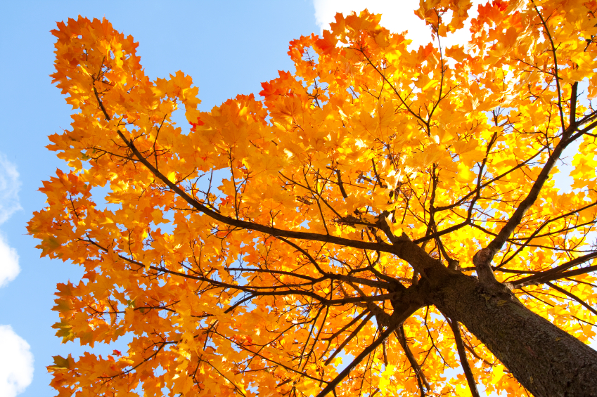 types of maple tree