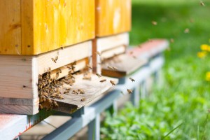 Who's Who: Meet Your Bee Colony