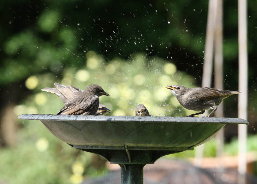 Bird Bath Buying Guide Blain's Farm & Fleet Blog