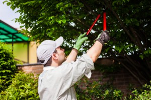 Pruning Trees & Shrubs