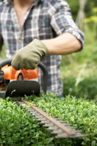 Hedge Trimmer Buying Guide