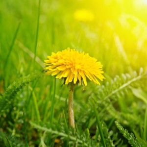 Yellow dandelions lawn weeds