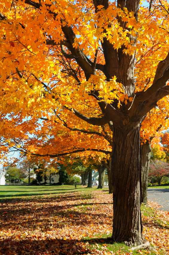 different types of maples trees