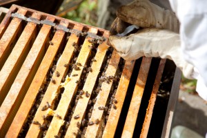 Bee Diseases and Pests