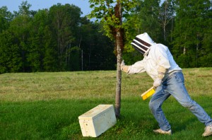 Swarm Traps and Bait Hives