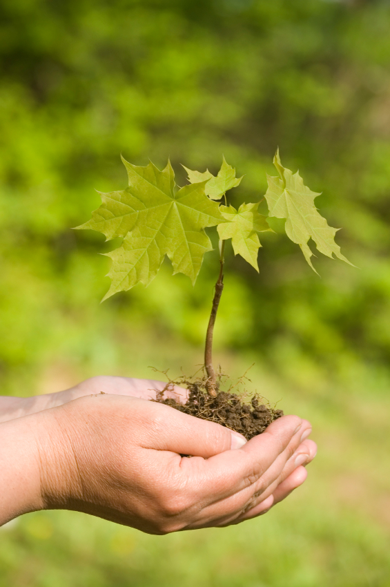 maple seedlings