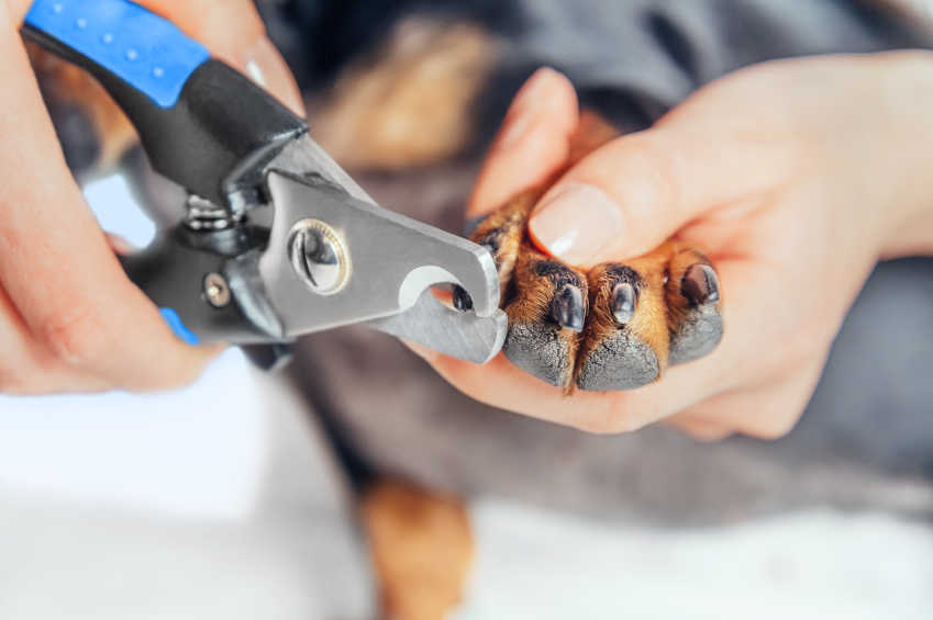 How to Use Dog Nail Clippers | Blain's Farm & Fleet Blog