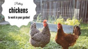 Putting chickens to work in your garden