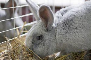 Getting Ready for Showing Rabbits