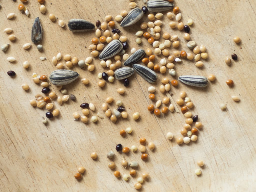 Tips for Proper Bird Seed Storage Blain's Farm & Fleet Blog