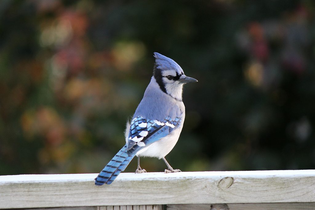 tips-for-attracting-blue-jays-blain-s-farm-fleet-blog