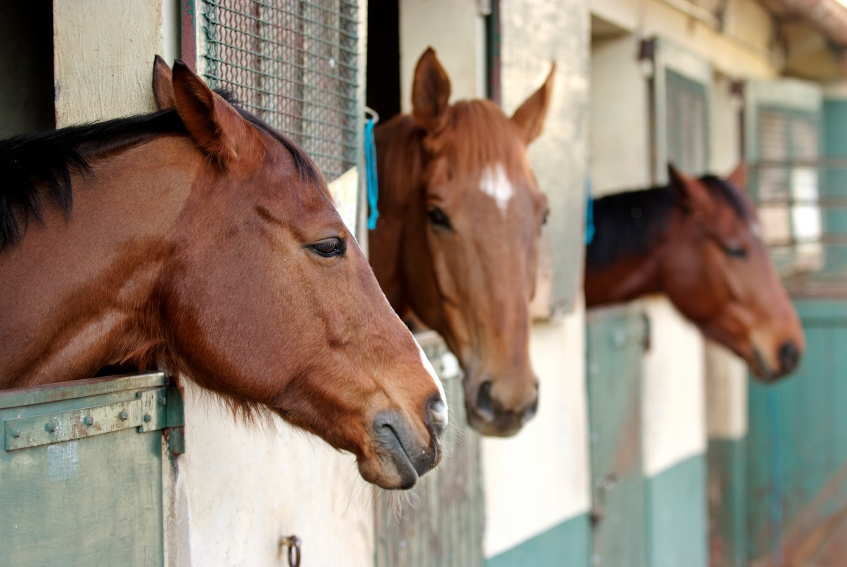Keeping Your Horse Stable Clean Blain's Farm & Fleet Blog