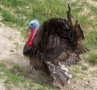 bronze turkey