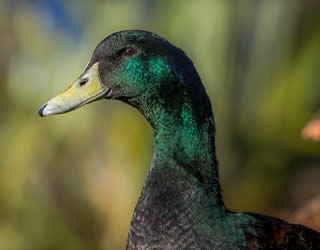 cayuga duck