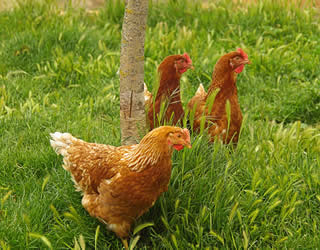 easter egger