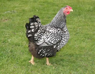 golden wyandotte