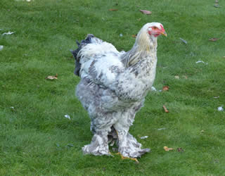 light brahma