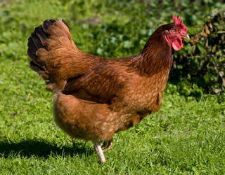 rhode island red