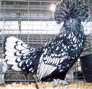 silver laced polish