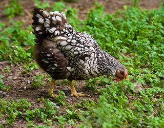 silver laced wyandotte