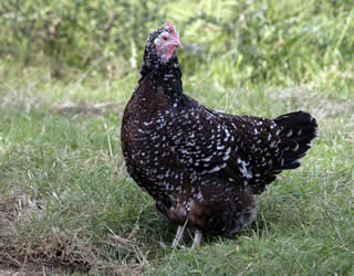 speckled sussex