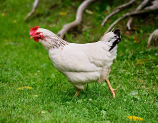 white leghorn