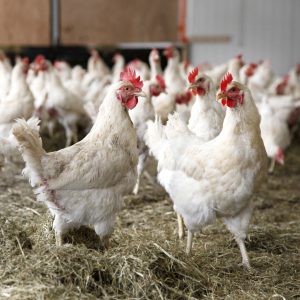 Choosing the Right Chickens for Meat Production
