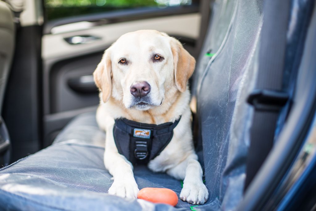 how-to-keep-your-dog-entertained-in-the-car