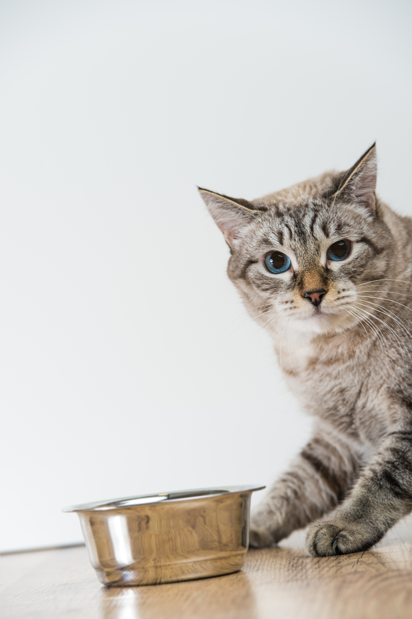 Choosing The Best Cat Treats Blain s Farm Fleet Blog