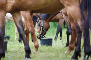 What's the Shelf Life of Horse Feed?