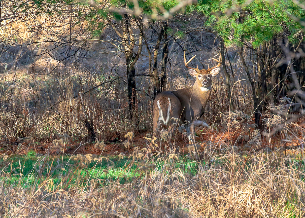 How to Find Buck Bedding Areas | Blain's Farm & Fleet Blog