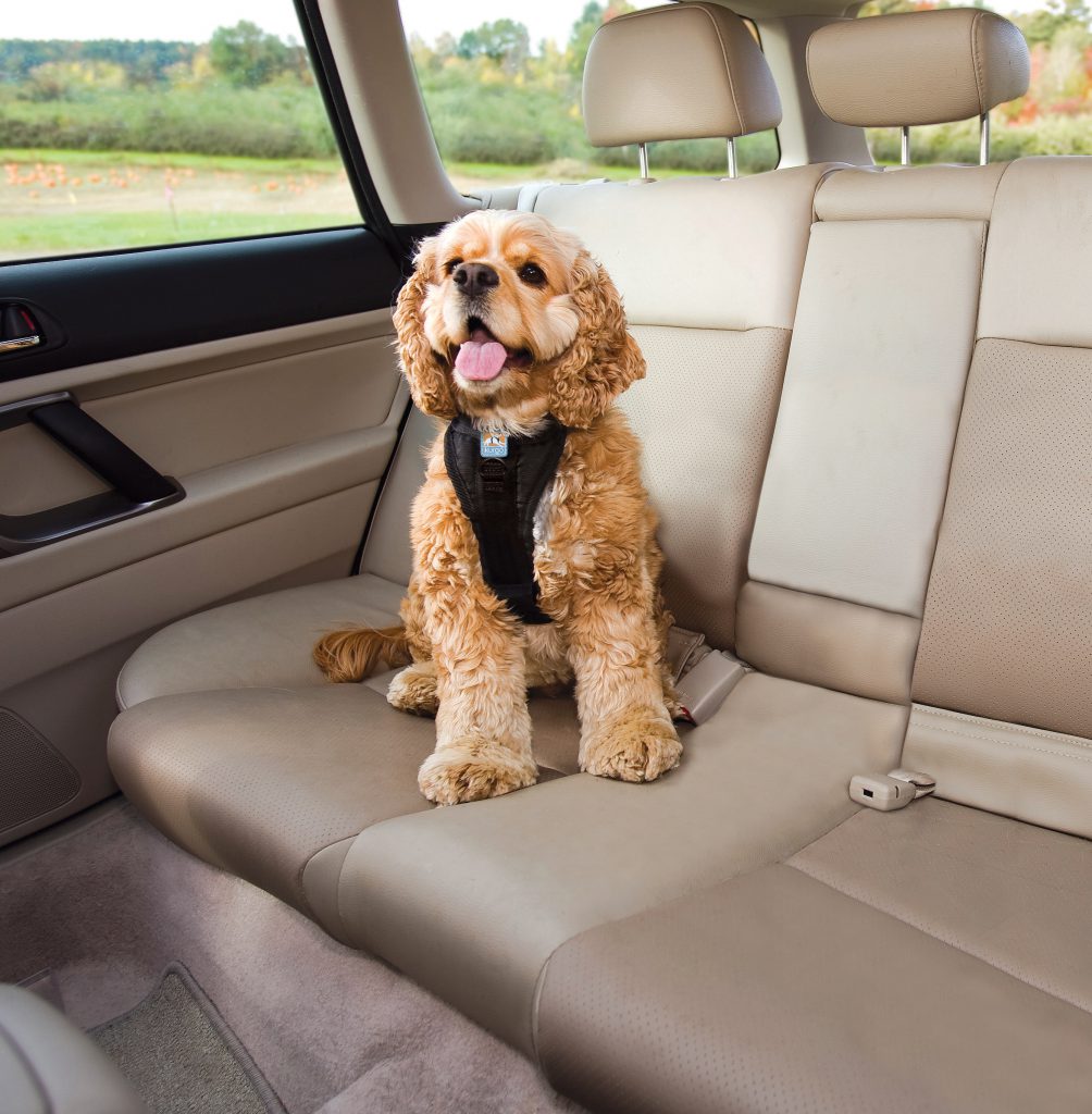Tackling Your Dogs Car Anxiety