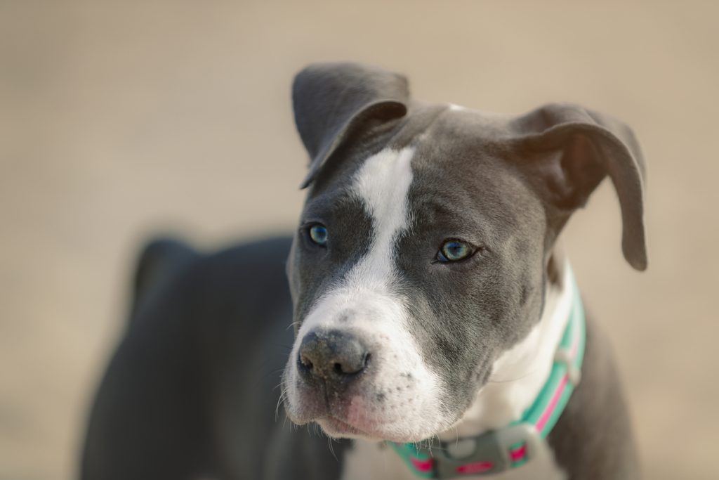 Choosing the Best Collar, Leash & ID for Your Puppy