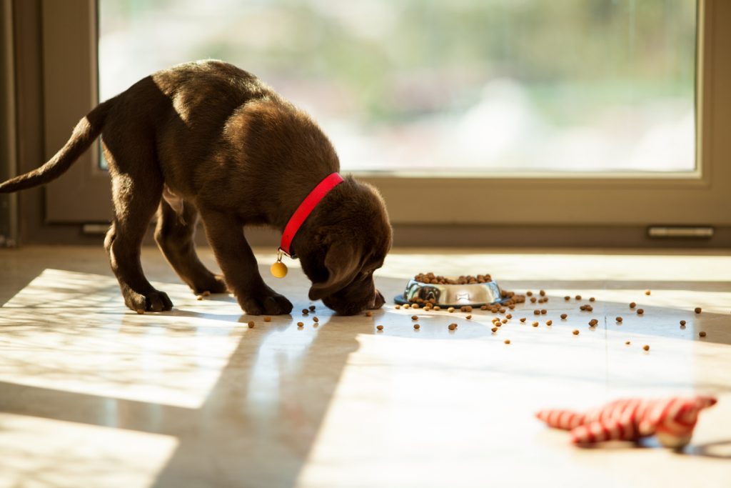Everything You Need to Know About Feeding Puppies