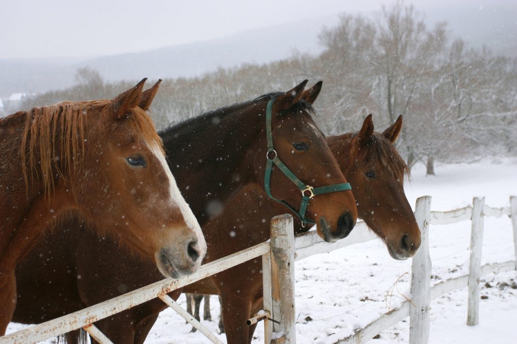 The Hard Keeper: Horse Weight Gain Tips